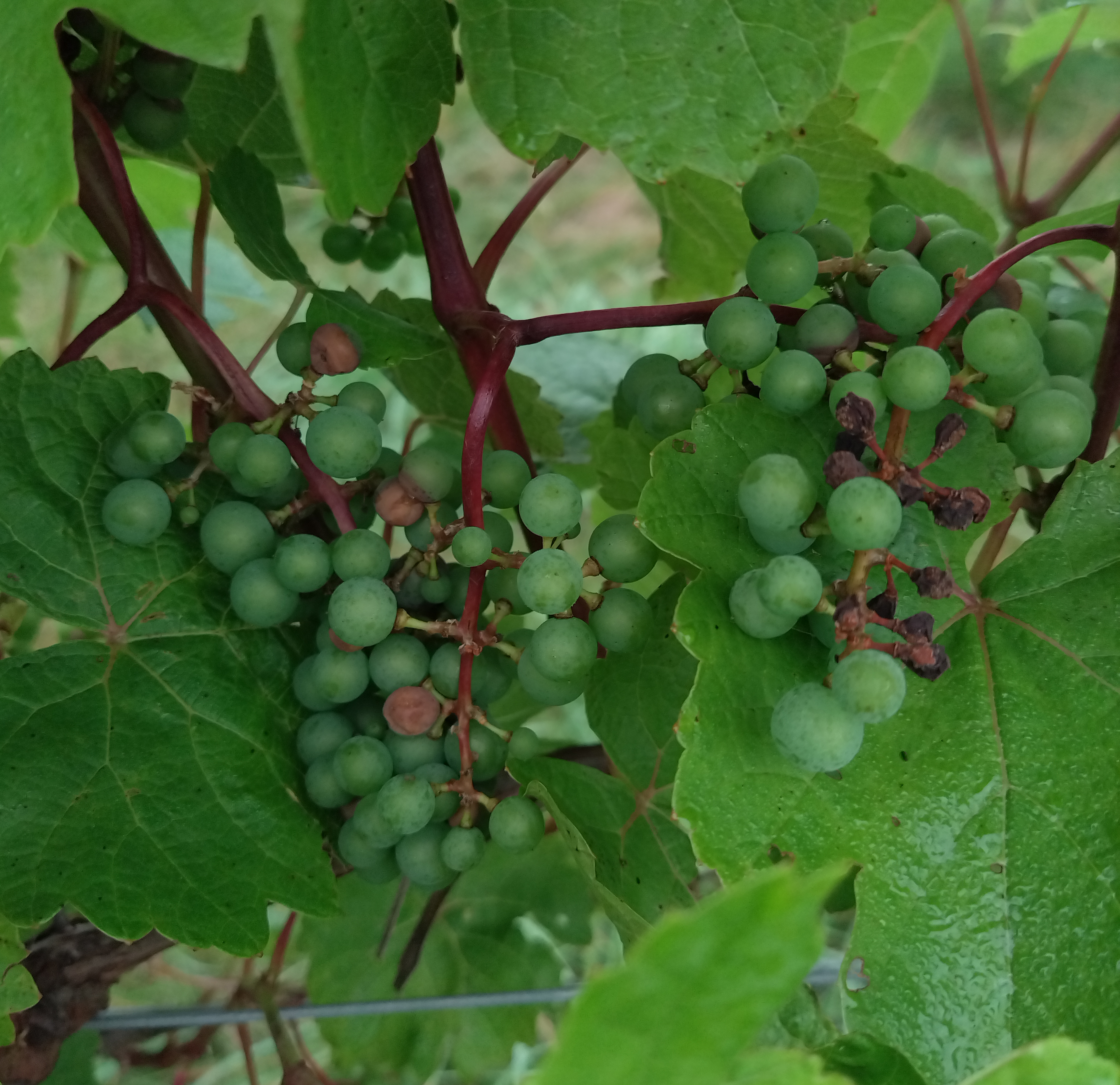 L&rsquo;Acadie blanc grapes hanging from a tree. Some are shriveled and black due to black rot infection.